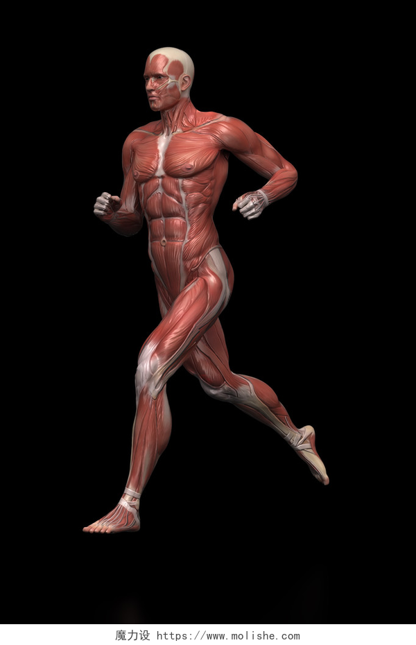 跑步的男性肌肉解剖跑步的人肌肉解剖